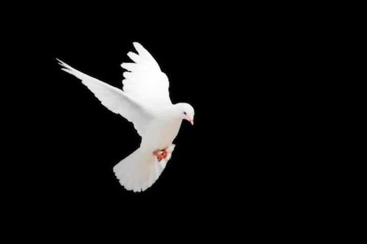 white-dove-flying-on-black-260nw-454003444